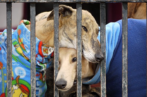 donativo para animales